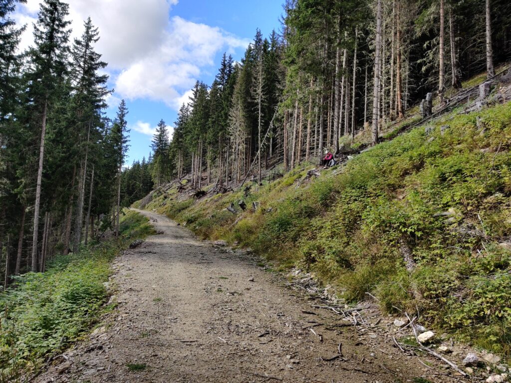 Endlich die Forststraße in Sicht
