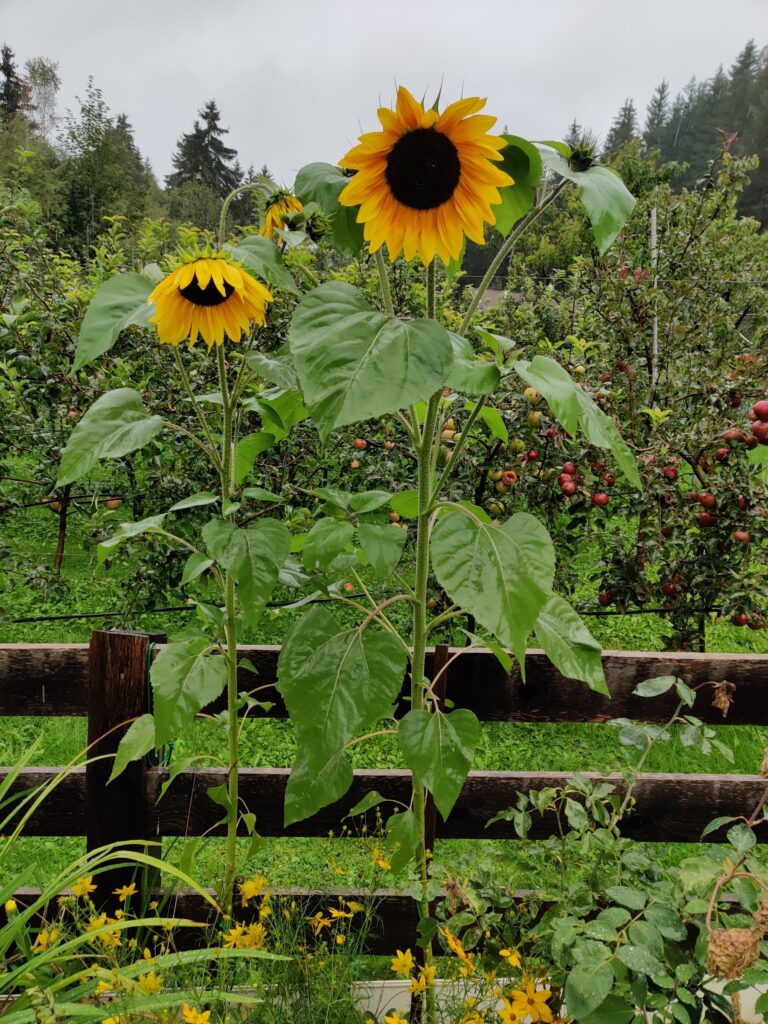 Sonnenblumen