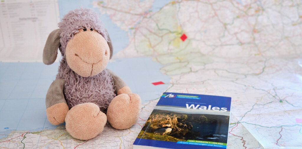 Grauschaf bereitet sich auf die Reise nach Wales vor.
