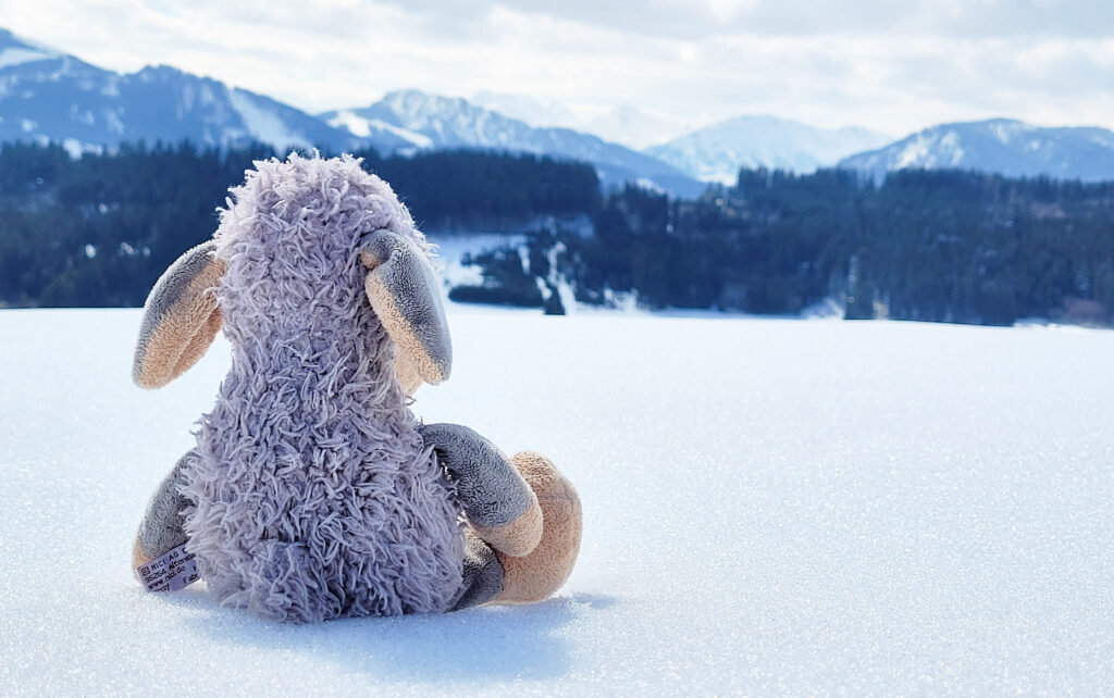 Grauschaf im Schnee mit Bergen im Hintergrund